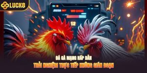 đá gà mạng